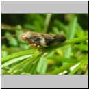 Aphrophora alni - Erlenschaumzikade 02.jpg